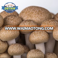 Fresh Mushroom/Detan Fresh Brown Beech Mushroom Price