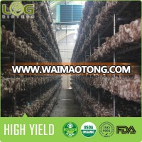 High yield and stable quality shiitake mushroom logs