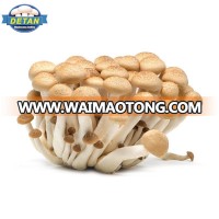 Mushroom Export/Detan Fresh Bunashimeji Mushrooms