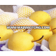 new products economical: fresh huangguan pear