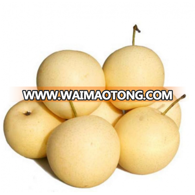 Top Quality revised price fresh early-mature su pear