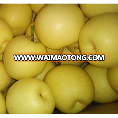 effectual for selling (singo) korean fresh pear