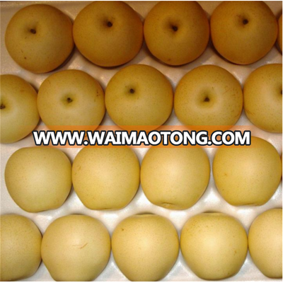 Popular 2015 pears for sale