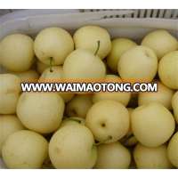 stable quality newest wholesale fresh crown pear