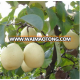 Waimaotong products EX factory price fresh huangguan pear