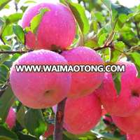 more popular revised price qinguan apple