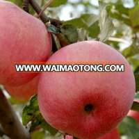 cheap custom made brand favorable price and cute golden crisp apples