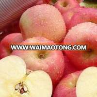 Nature plant dependable big discount new crop golden delicious apple