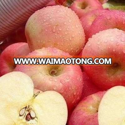 Cheap price factory people liked shandong fuji apple