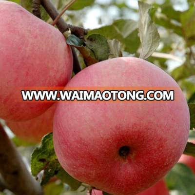 cheap custom made brand quick delivery bulk fresh apples