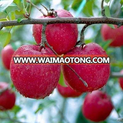 Popular good price with iranian fresh apple