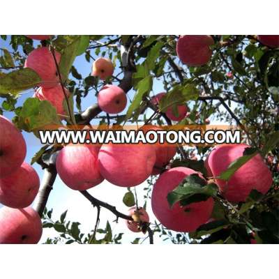 wholesale price cheap lastest new products red apple qinguan apple fersh apple