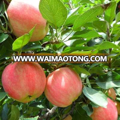 factory outlets 2015 bulk apple import from china