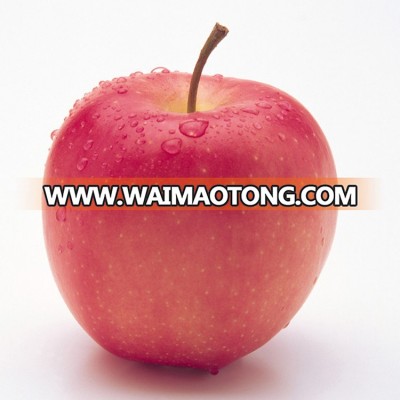 clear to mind new product fresh apple chinese apple fruit fuji apple red fuji apple