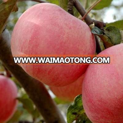 credible china supplier south african gala apple for sale