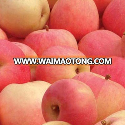 new crop EX factory price royal gala apple price