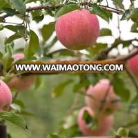 Waimaotong products 2015 factory price red apple qinguan apple fersh apple