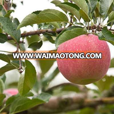 stable quality factory directly 2014 china fuji apple supplier hot sale fresh apple