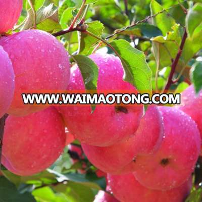 china supplier 2015 factory price fresh fuji apple