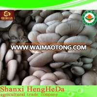 come from china wholesale price cheap morchella conica mushroom