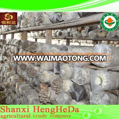 good price with buying online in china dried reishi mushroom