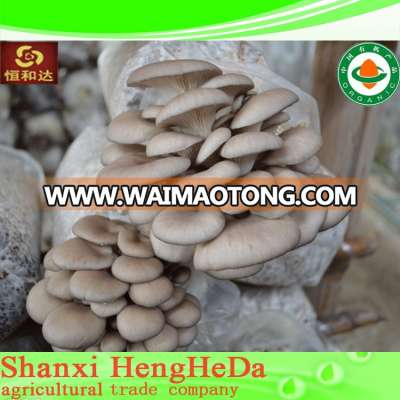 good price with buying online in china shiitake mushroom extract