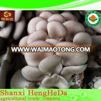 reasonable industrial high quality shiitake mushroom extract