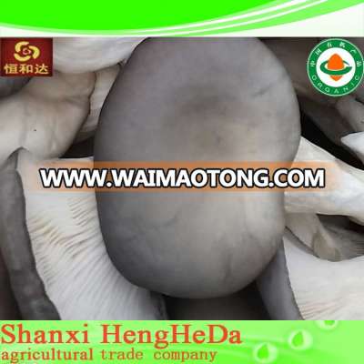 Waimaotong china with certification red reishi mushroom p.e.