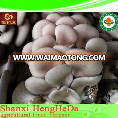 hot selling china supplier oyster mushroom p e