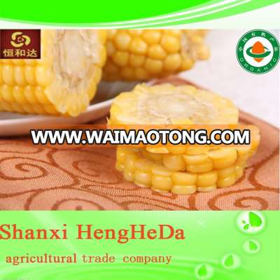 high quality yellow corn for animal feed. maize. canned corn