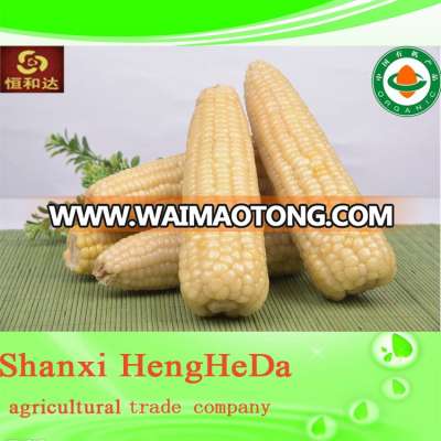 new product frozen baby corn for health food