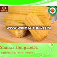 china supplier higher quality yellow waxy corn