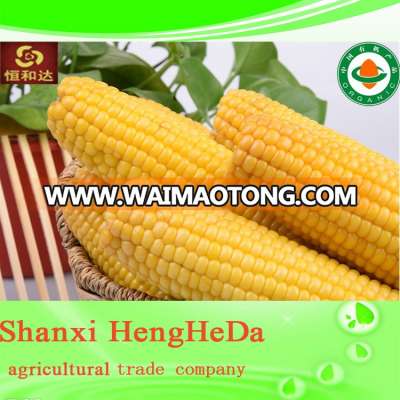 factory outlets 2015 newest fresh yellow corn maize price