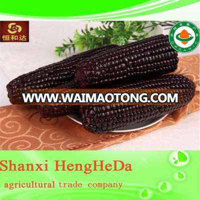 EX factory price decent price yellow corn for human consumption