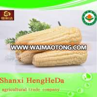 factory outlets china supplier frozen sweet corn for export