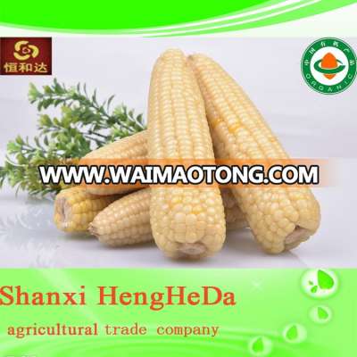 Nature plant export price canned baby corn