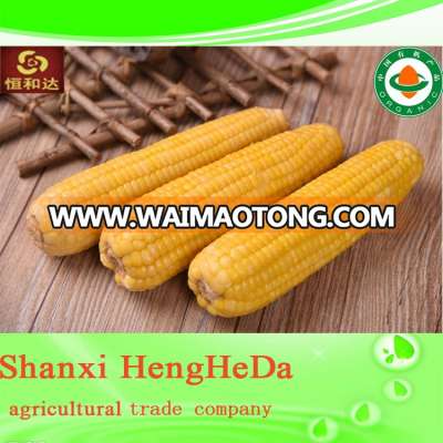 dependable big discount cheap custom made brand fresh baby corn