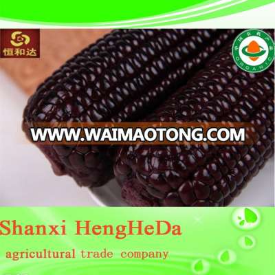 top sale crazy selling premium quality indian corn