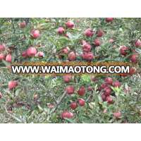 Fresh Huaniu Apple from highland-2013 crop