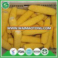 professional hot selling bulk iqf frozen sweet corn for sale