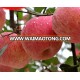 Wholesale best price fresh red China fuji apple fruit