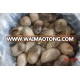 Fresh straw mushroom whole in brine