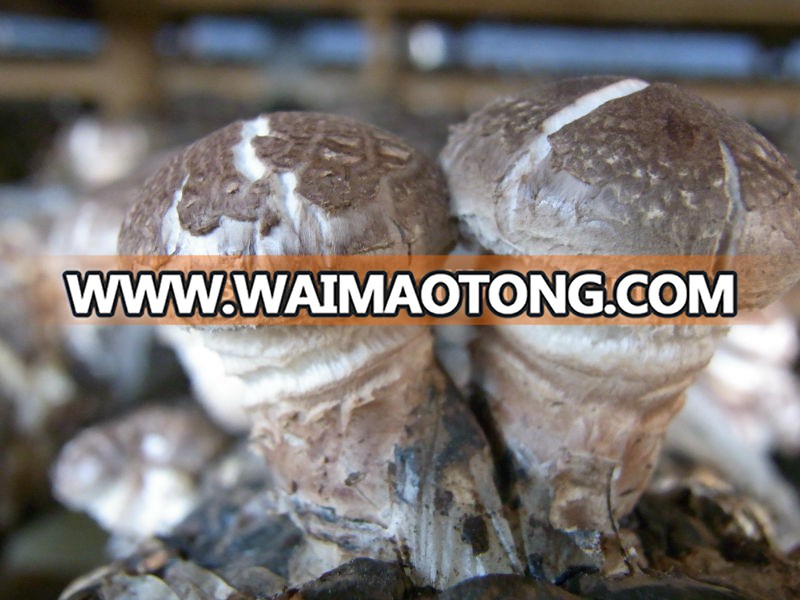 Organic Shiitake; Lentinula edodes, we have shiitake planting base,shiitake mushroom